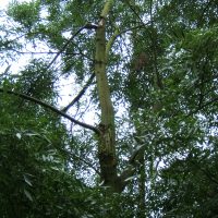 Fraxinus_angustifolia_porte