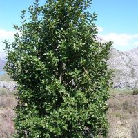 -Ilex-aquifolium-porte