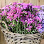 limonium sinuatum