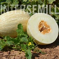 M-10139-MONTEMOR_INTERSEMILLAS
