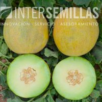 M-GALIA_INTERSEMILLAS