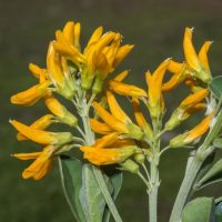 MEDICAGO-0