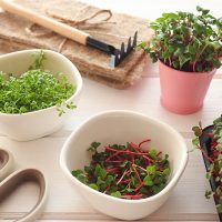 Microgreens-INTERSEMILLAS-cir