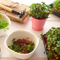 Growing Microgreens At Home. Cress Salad, Radish Microgreens In Pot, Gardening Tools And Bowl With M