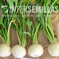 N-GRECO_INTERSEMILLAS