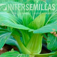ORI-10096_INTERSEMILLAS