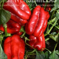 P-10294-ALCMENA_INTERSEMILLAS