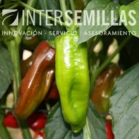 P-NOIA_INTERSEMILLAS