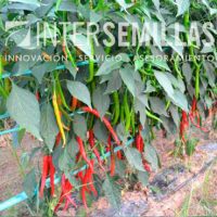 P-TRONER_INTERSEMILLAS