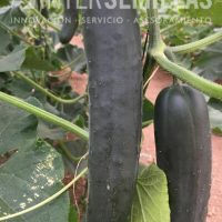 PE-10360_INTERSEMILLAS