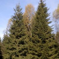 Picea.abies-porte