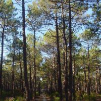 Pinus_pinaster-porte
