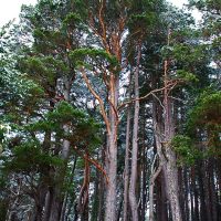 Pinus_sylvestris_porte