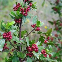 RHAMNUS-0