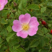 ROSA-CANINA-0
