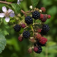 RUBUS-ULMIFOLIUS-0
