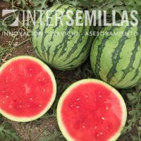 S-10648_INTERSEMILLAS