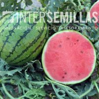 S-10754_INTERSEMILLAS