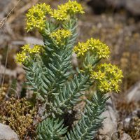 SEDUM-0