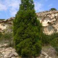 Tetraclinis_articulata-porte