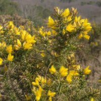 ULEX-0