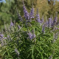 VITEX-0