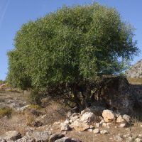 acebuche-blog