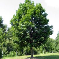 acer_platanoides_porte