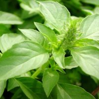 albahaca