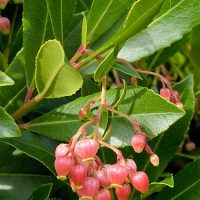 arbutus_unedo_flor1