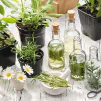 Making Oil Or Infusion From Home Grown Medicinal Plants. Bottles Of Essential Oil Or Infusion Of Med