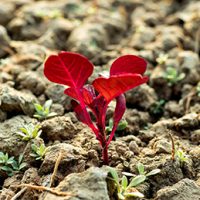 The deep reddish coloured leaves or Red leaf or Spinach or creeper