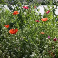 biodiversidad