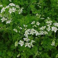 cilantro