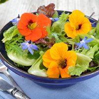 Fresh summer salad with edible flowers nasturtium, borage flowers in a bowl.