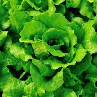 fresh-lettuce-2021-08-26-17-25-17-utc (1)