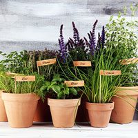 garden-SCEco-aromatica-y-condimentaria