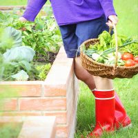 Woman gardener picking vegetables .Raised beds gardening in an urban garden growing plants herbs spices berries and vegetables .