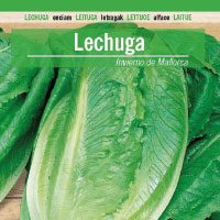 lechuga-invierno-de-mallorca-200x200