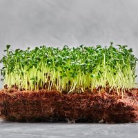 Peas Microgreens With Seeds And Roots. Sprouting Micro Greens On Jute Microgreens Grow Mats. Sprouti