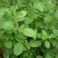 oregano