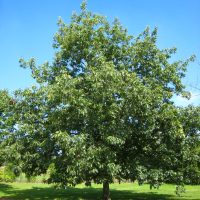 quercus_rubra_porte